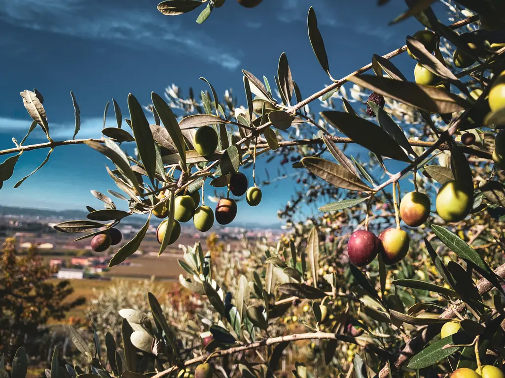 Paesaggio della Valpolicella con vigneti e colline